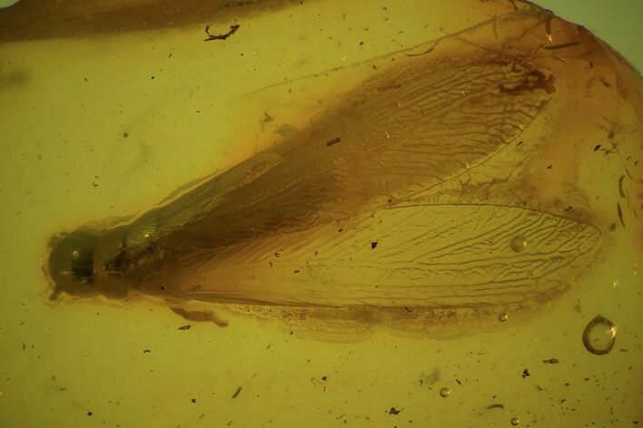 Spectacular Winged Fossil Termite (Isoptera) In Baltic Amber #84635